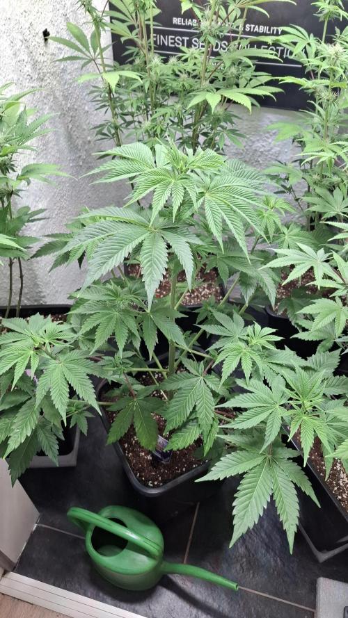 Eternity Grow Cup 26'. Week 7