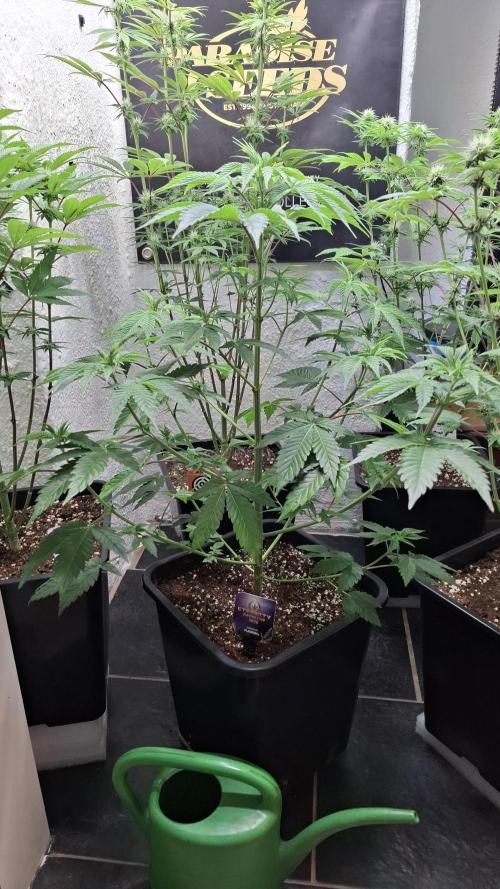 Eternity Grow Cup 26'. Week 7