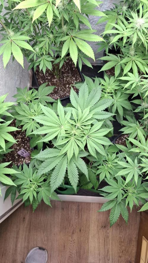 Eternity Grow Cup 26'. Week 7