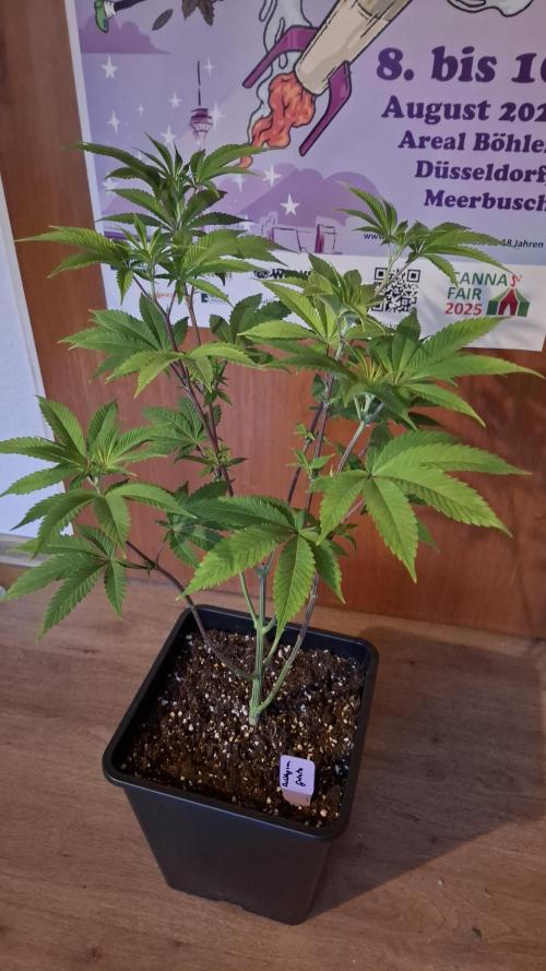 Bubblegum Gelato. Week 8