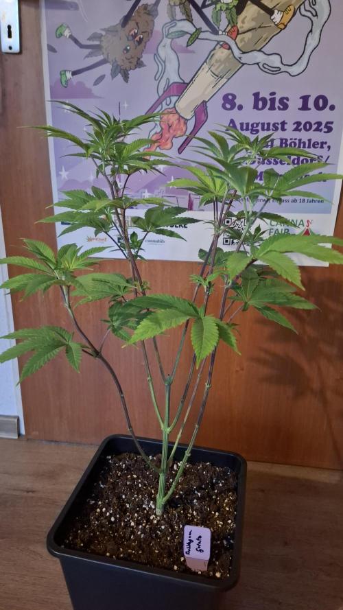 Bubblegum Gelato. Week 8