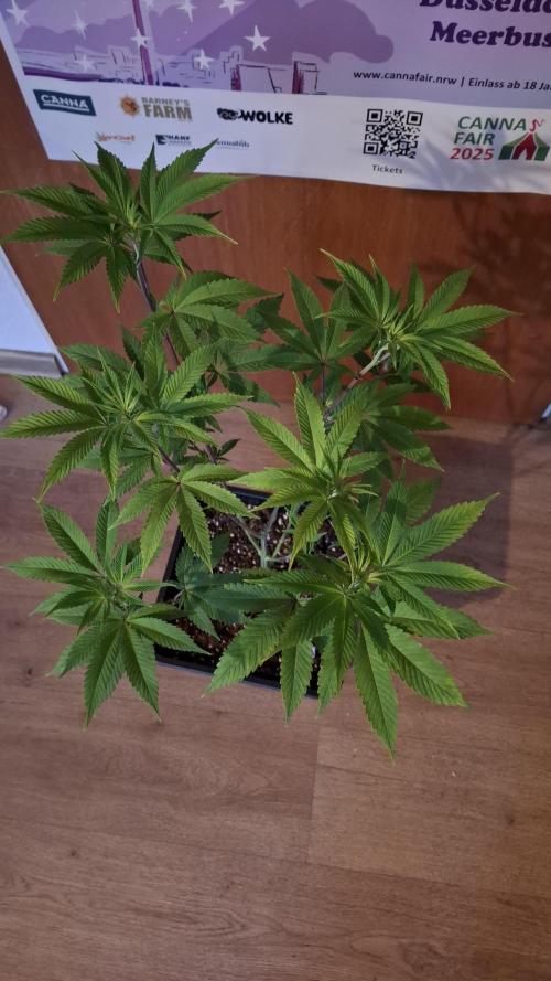 Bubblegum Gelato. Week 8