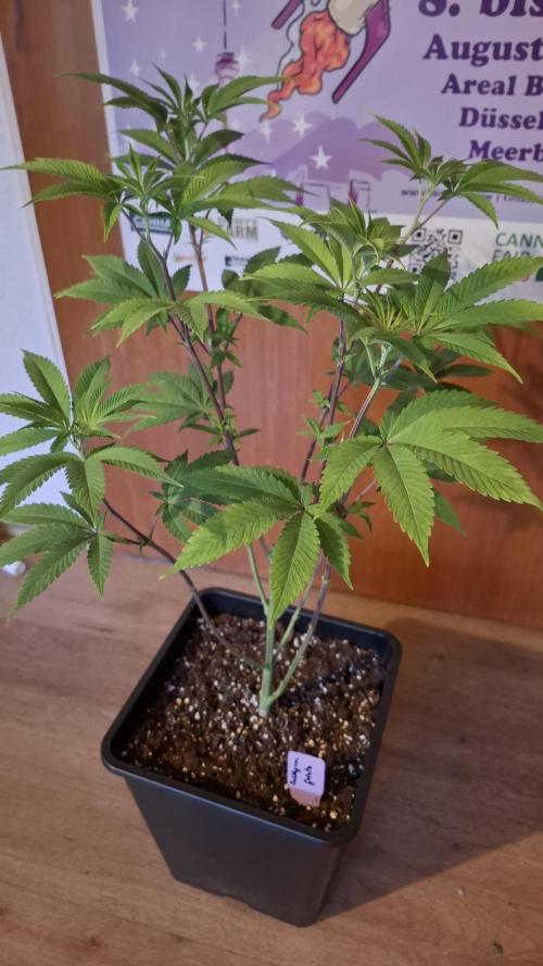 Bubblegum Gelato. Week 8