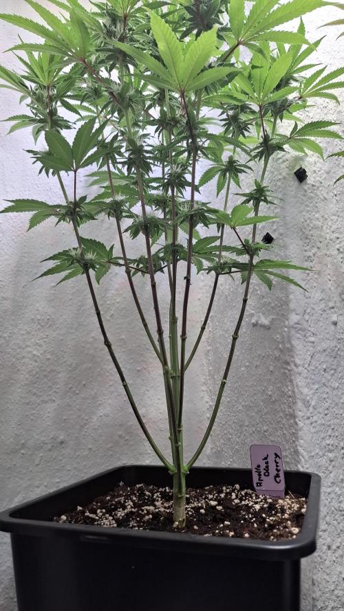 Apollo Black Cherry. Week 9