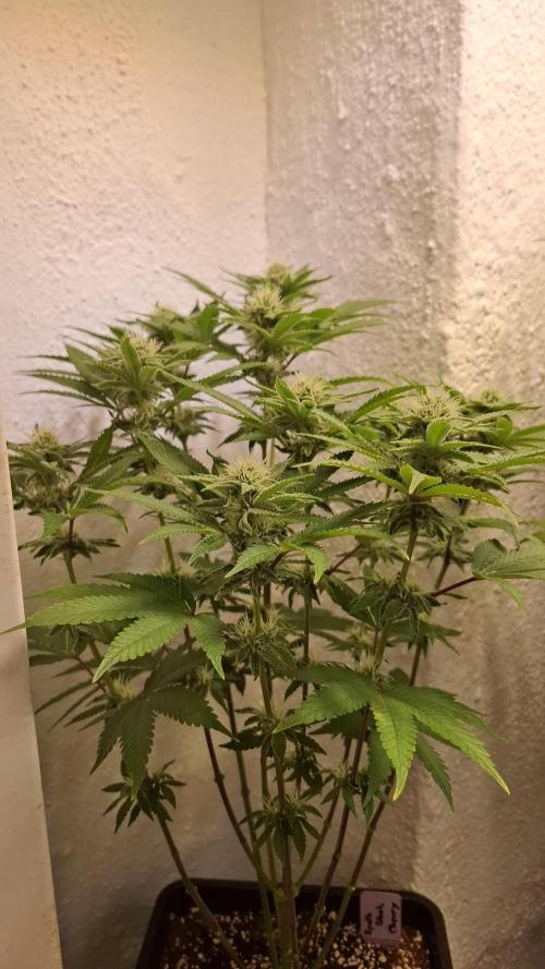 Apollo Black Cherry. Week 9