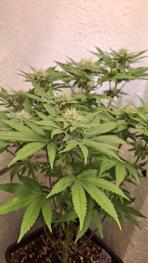 Apollo Black Cherry. Week 9