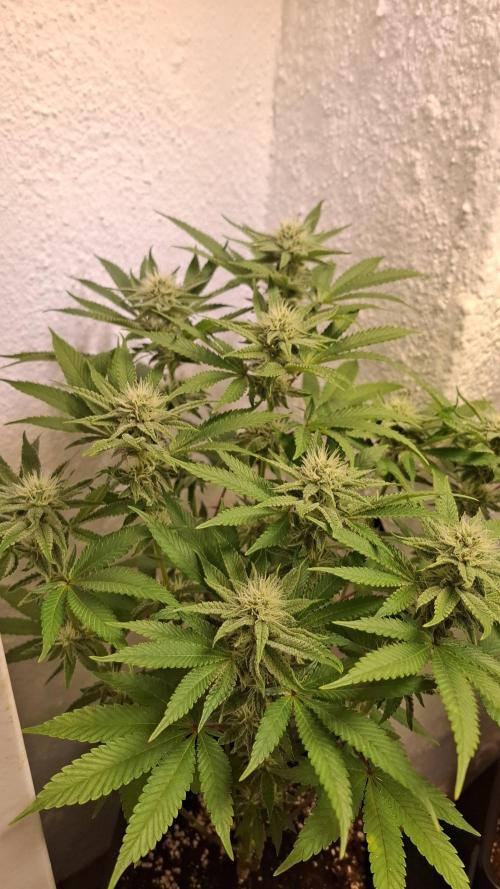 Apollo Black Cherry. Week 9