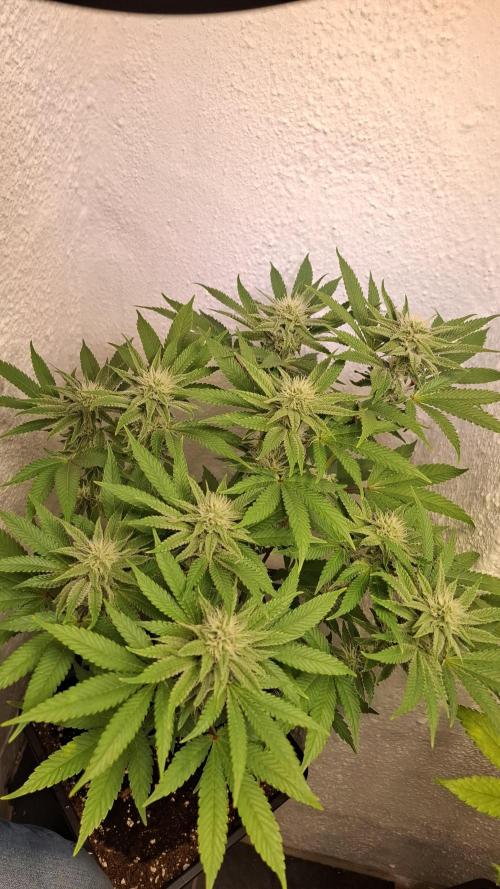 Apollo Black Cherry. Week 9