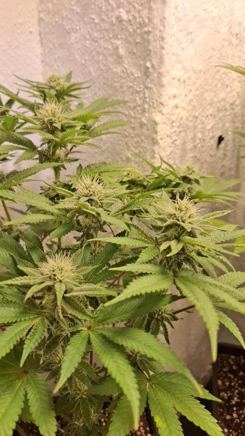 Apollo Black Cherry. Week 9