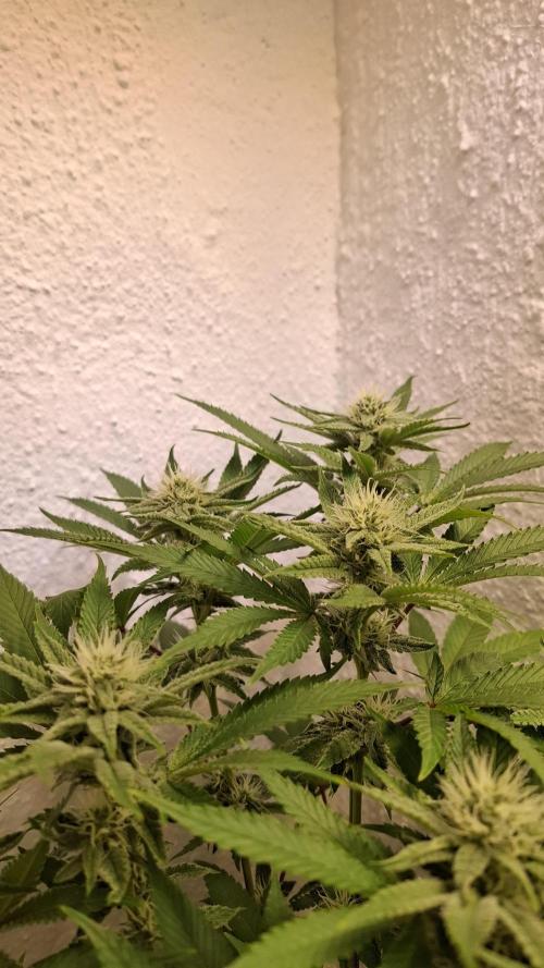 Apollo Black Cherry. Week 9