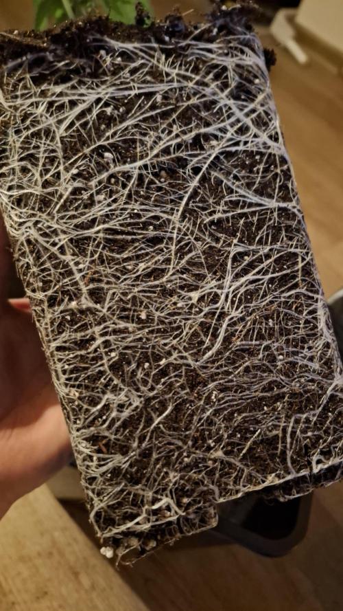 Permanent Chimera #35 x White Truffle. Week 3