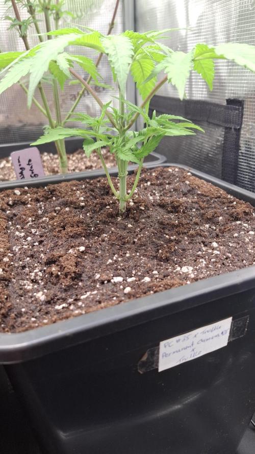 Permanent Chimera #35 x White Truffle. Week 3