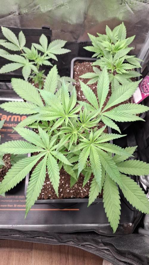 Permanent Chimera #35 x White Truffle. Week 3