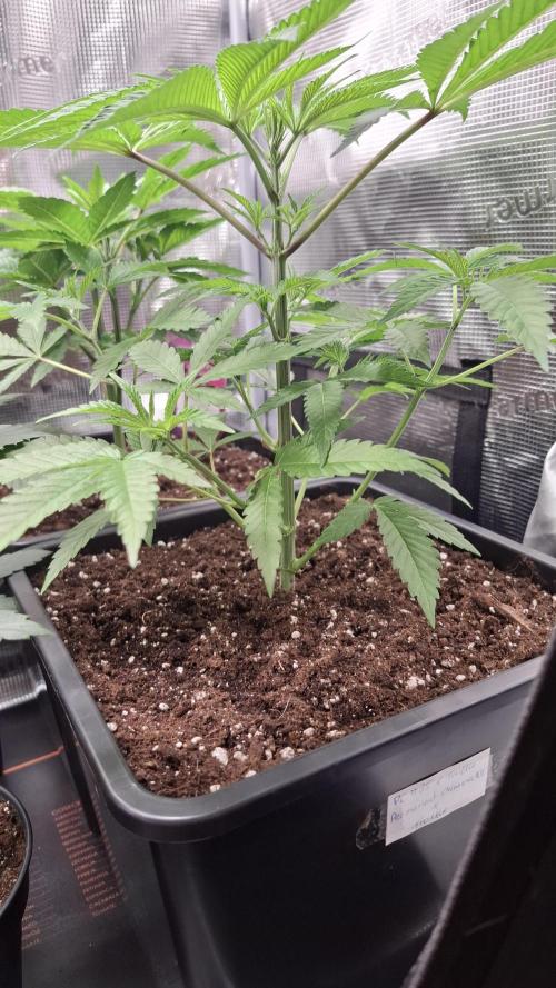 Permanent Chimera #35 x White Truffle. Week 3