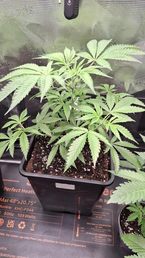 Permanent Chimera #35 x White Truffle. Week 3