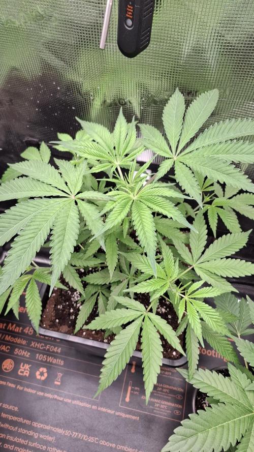 Permanent Chimera #35 x White Truffle. Week 3