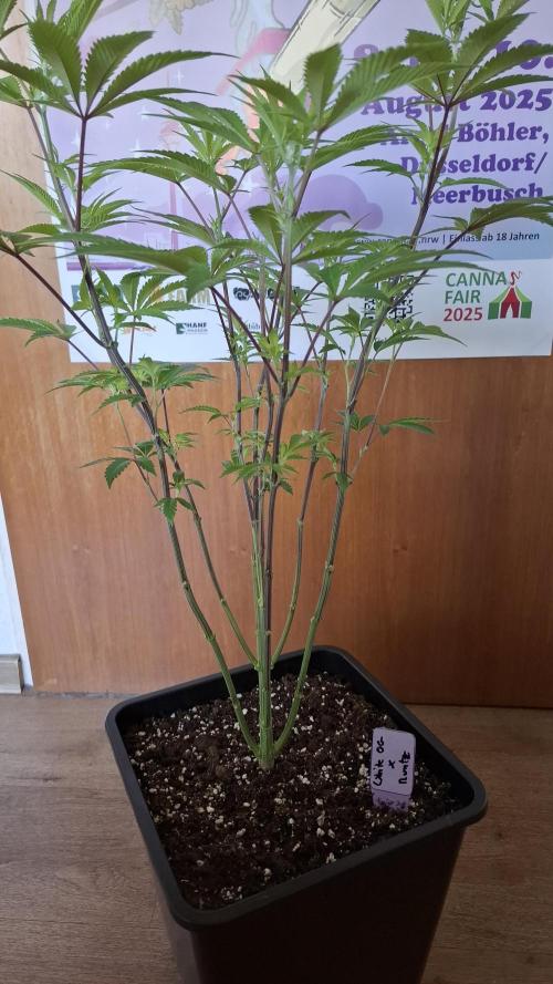 White OG x RuntZ. Week 10