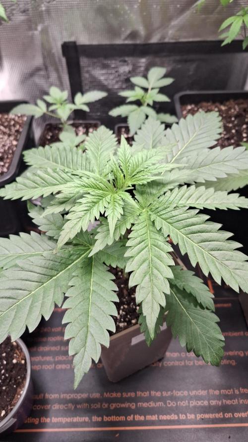 Frosted Cider Fem.. Week 3