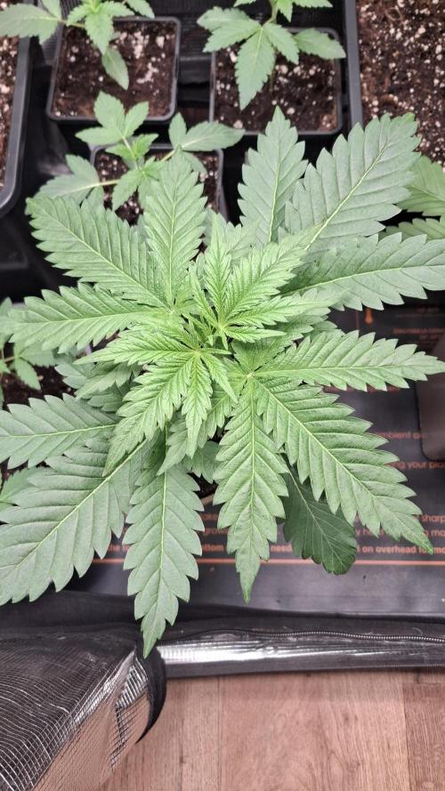 Frosted Cider Fem.. Week 3