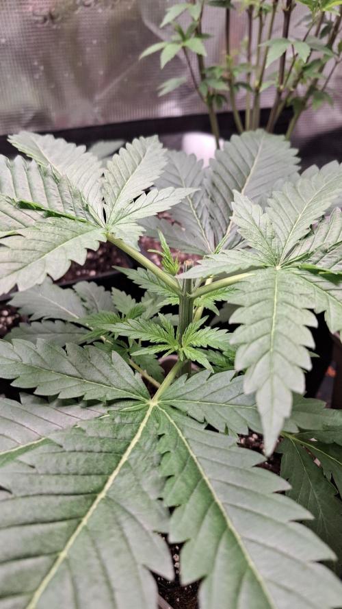 Frosted Cider Fem.. Week 3