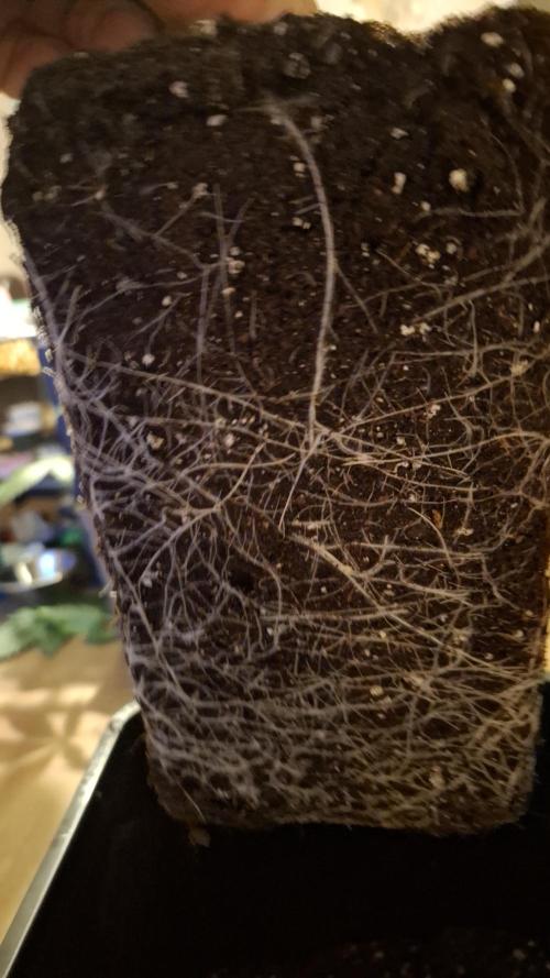 Frosted Cider Fem.. Week 3