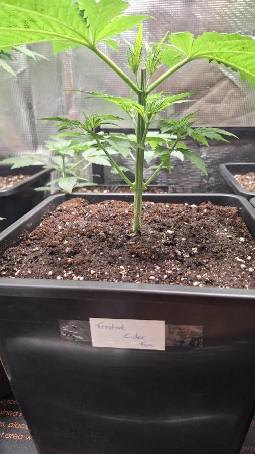 Frosted Cider Fem.. Week 3