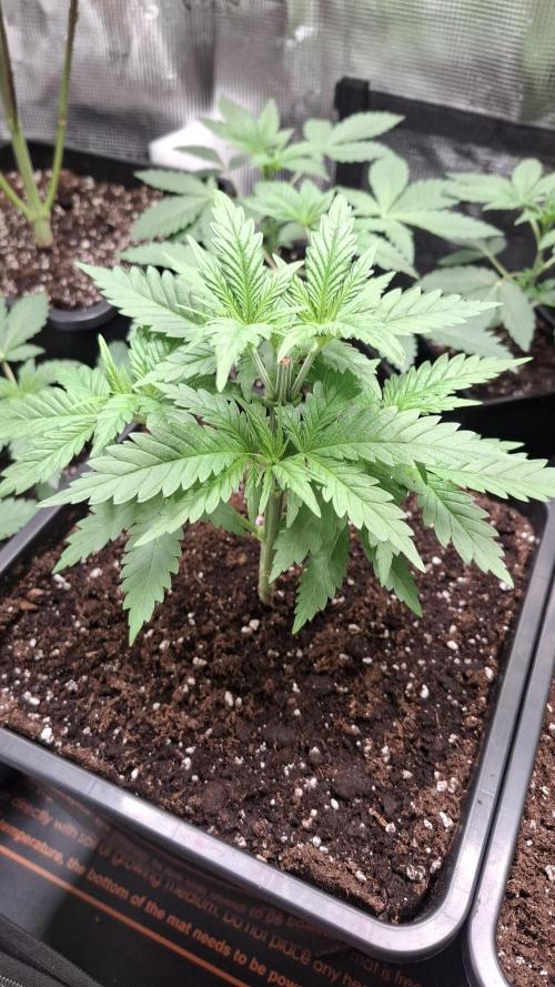 Frosted Cider Fem.. Week 3