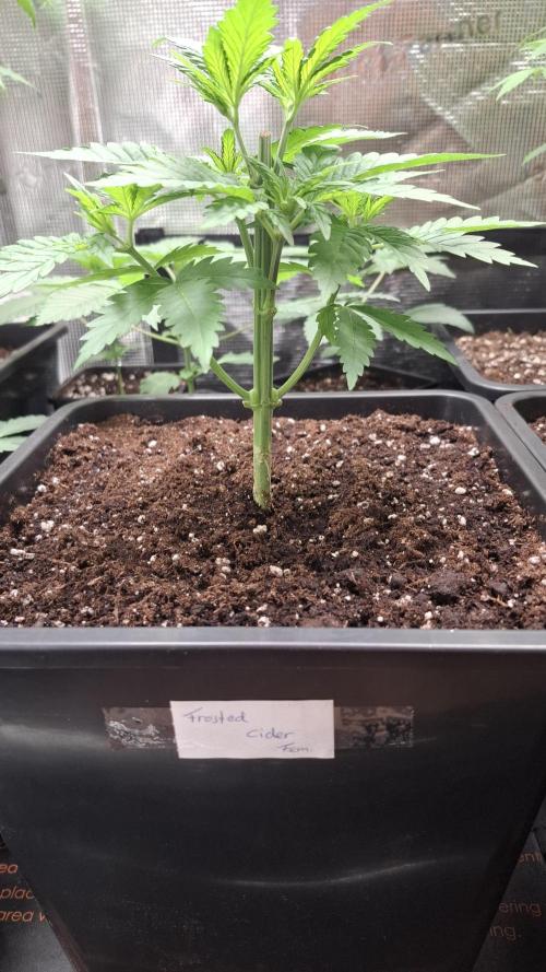 Frosted Cider Fem.. Week 3