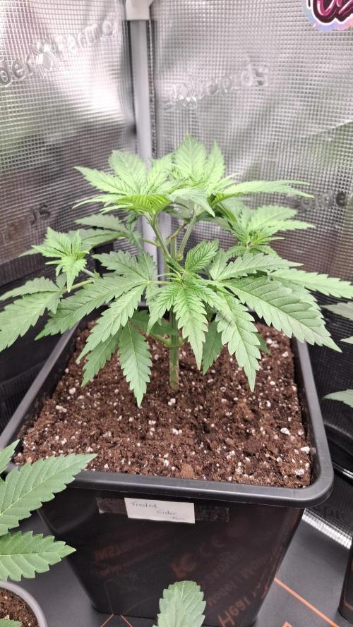 Frosted Cider Fem.. Week 3