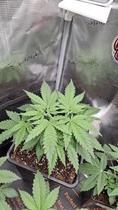 Frosted Cider Fem.. Week 3