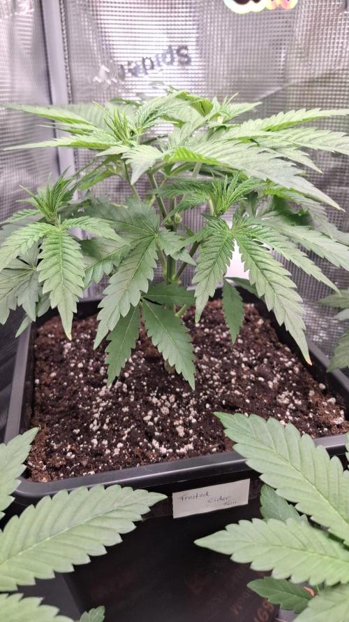 Frosted Cider Fem.. Week 3