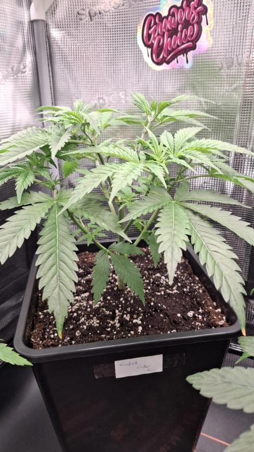 Frosted Cider Fem.. Week 3