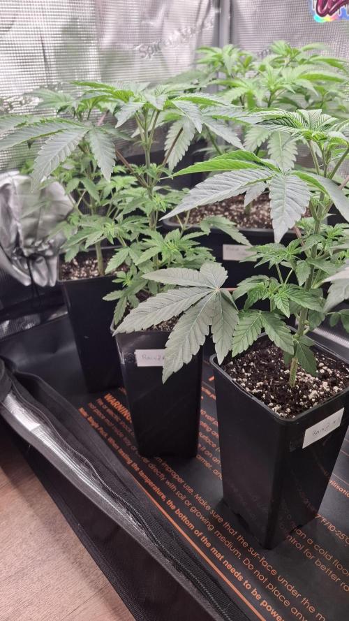 RainZ (RS11 x Gelato #41 x ZiZi) Reg.. Week 5