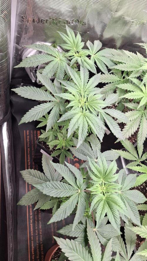 RainZ (RS11 x Gelato #41 x ZiZi) Reg.. Week 5