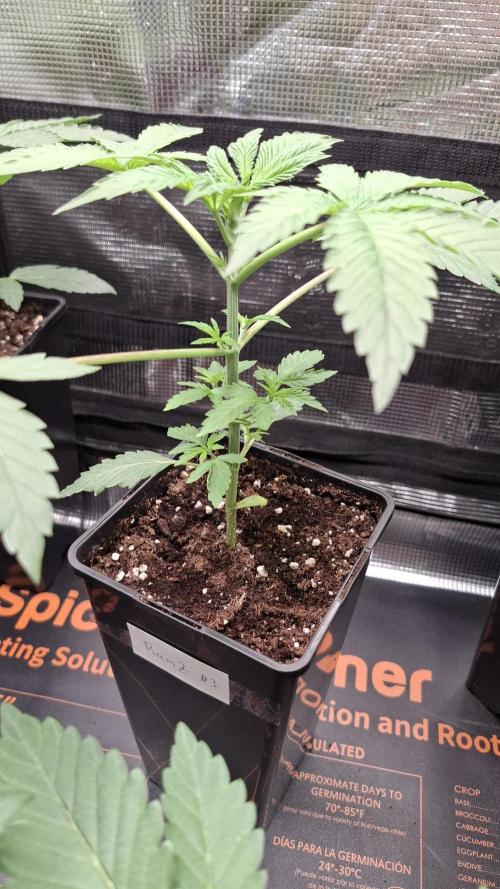 RainZ (RS11 x Gelato #41 x ZiZi) Reg.. Week 5