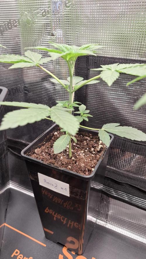 RainZ (RS11 x Gelato #41 x ZiZi) Reg.. Week 5