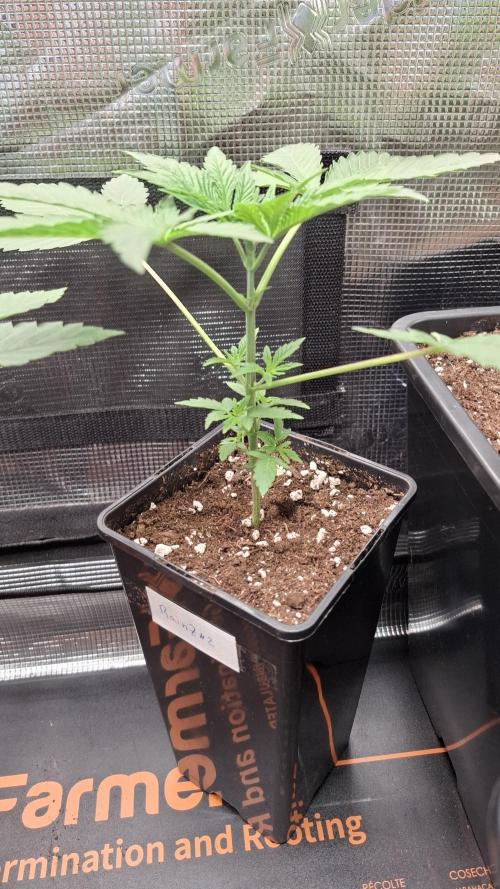 RainZ (RS11 x Gelato #41 x ZiZi) Reg.. Week 5