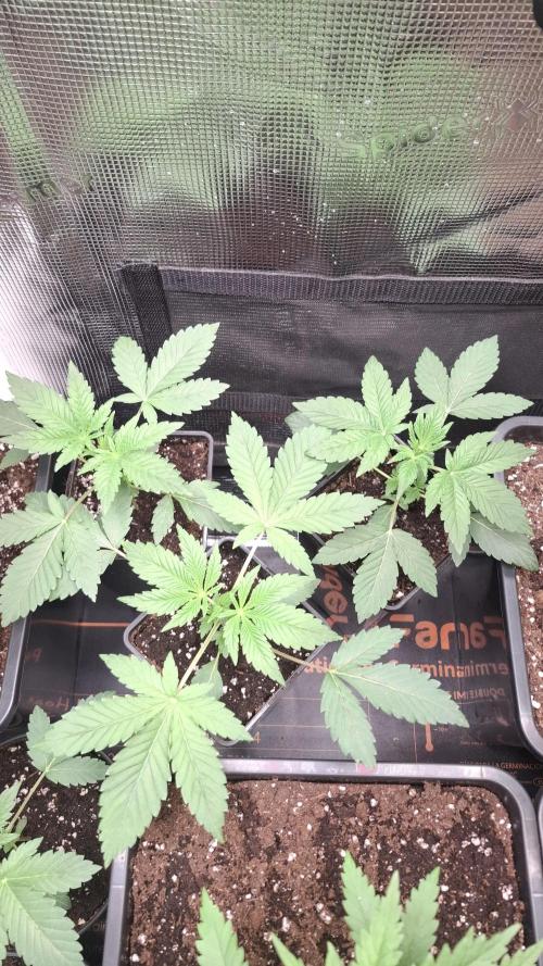 RainZ (RS11 x Gelato #41 x ZiZi) Reg.. Week 5