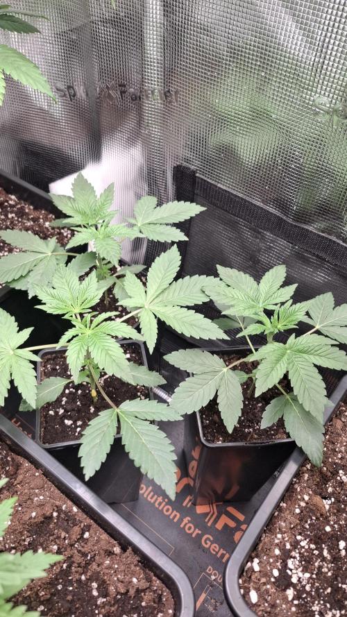 RainZ (RS11 x Gelato #41 x ZiZi) Reg.. Week 5