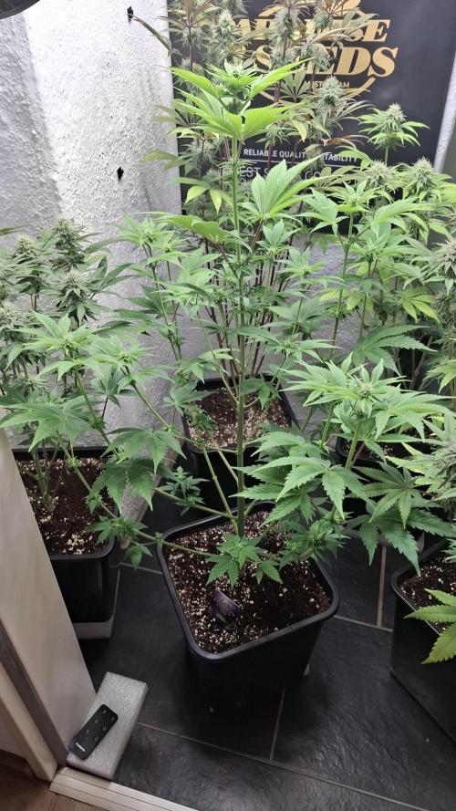 Eternity Grow Cup 26'. Week 8