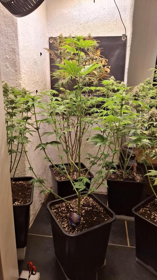 Eternity Grow Cup 26'. Week 8