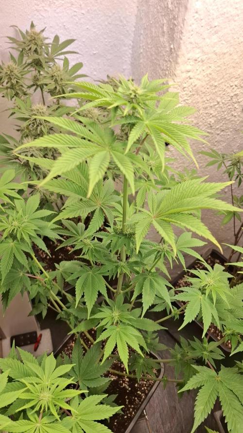 Eternity Grow Cup 26'. Week 8