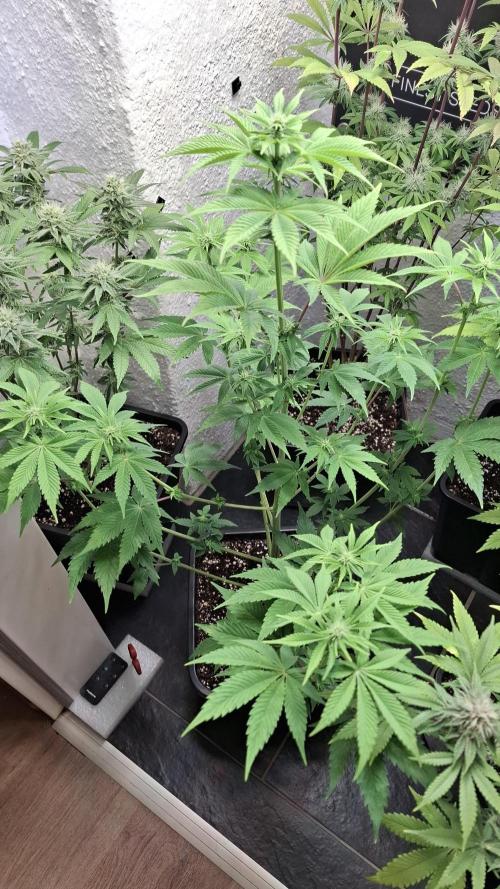 Eternity Grow Cup 26'. Week 8