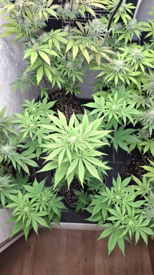 Eternity Grow Cup 26'. Week 8