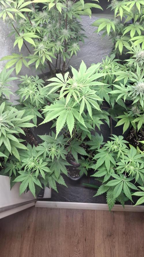 Eternity Grow Cup 26'. Week 8