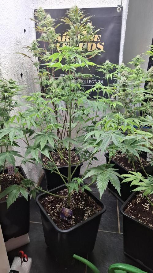 Eternity Grow Cup 26'. Week 8