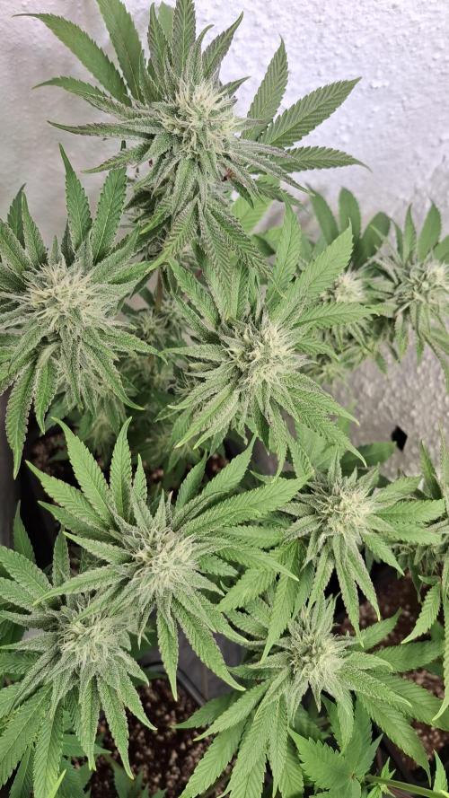 Apollo Black Cherry. Week 10