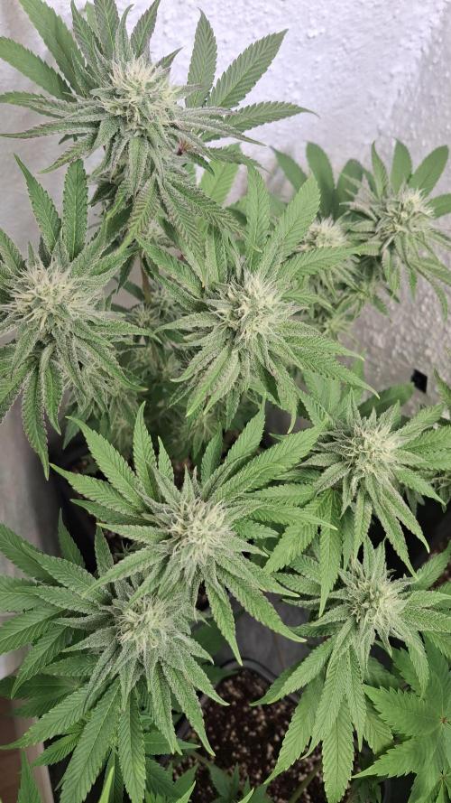 Apollo Black Cherry. Week 10