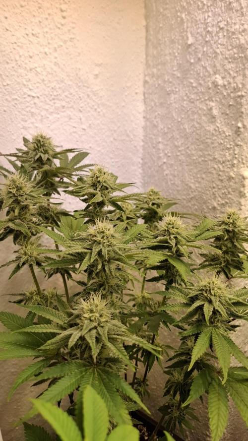 Apollo Black Cherry. Week 10