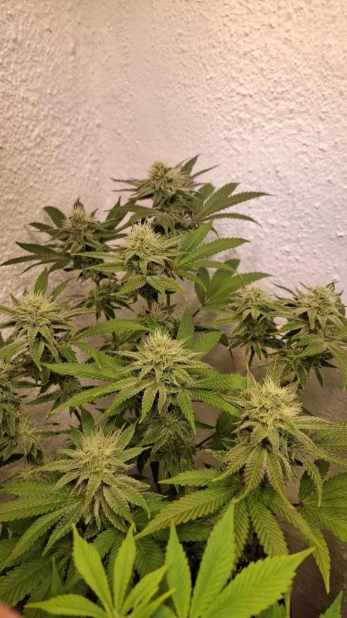 Apollo Black Cherry. Week 10